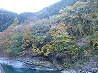 大滝温泉付近の紅葉